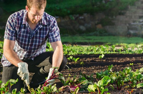 Photograph of a gardener working in an Euston front garden