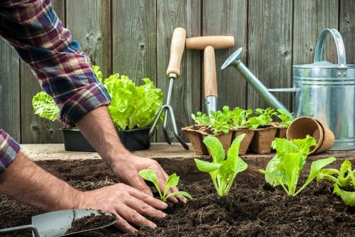 Expert team maintaining a lush Euston garden